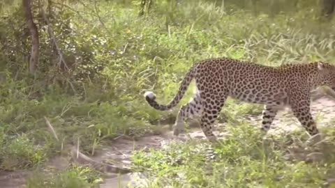 Leopard vs Komodo Dragon, Wildlife and Animal Planet Defense Commodo Attack Leopard