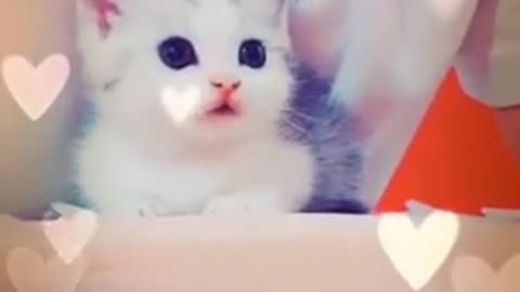 CUTE CAT🐱| YOU CAN'T IGNORE THIS CAT CUTENESS