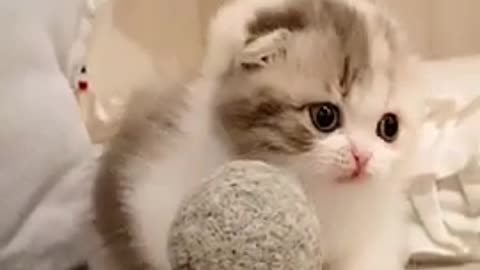 CUTE FLUFFY KITTEN❤️❤️❤️😸😸😸 || Funny Cats||