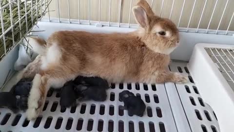 mother rabbit baby
