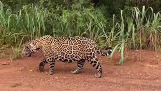 BIG FELINE IN PANTANAL BRAZIL