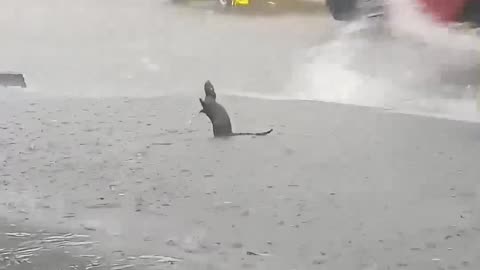 Rat Rejoices In The Pouring Rain