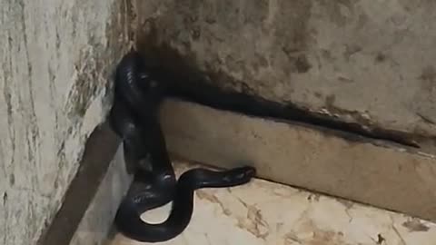 very big snake in bedroom