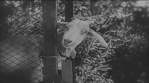 Buster Keaton's "Day Dreams" (1922).....