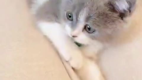 So Cute Lovely Kitten Short Video