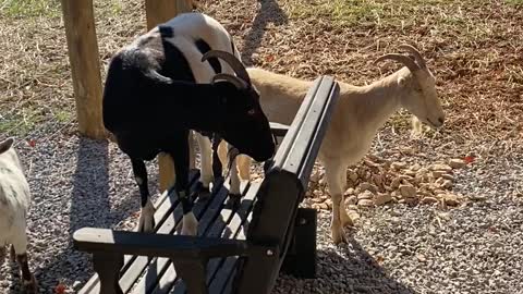 Goats on the chair swing A 10.2020