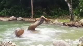 Elephant swimming Form comedy