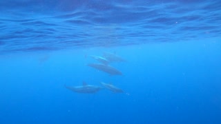 Swimming with Dolphins in Hawaii