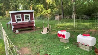 Typical Day On The Farm Starring; Spaghetti Squash, Chickens & New Beach on Creek!