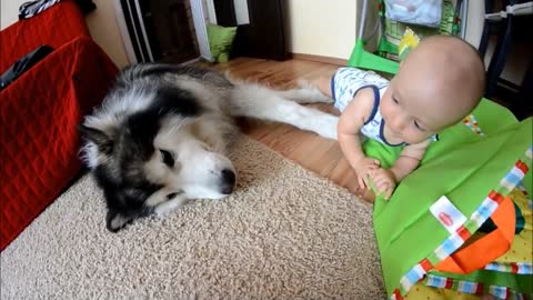 Alaskan Malamute enjoys playtime with toddler