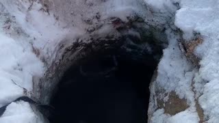 Samoyed Rescued from a Deep Hole