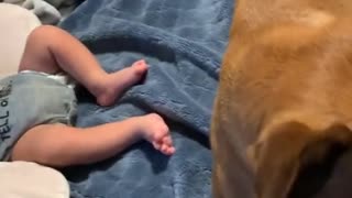 Very Protective Puppy Dog Protects Baby