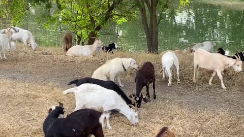 Labrador Retriever is not only a hunter but also a leader