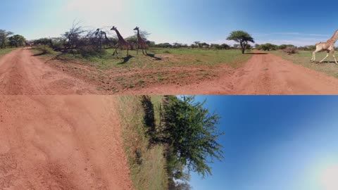 4K FULL HD - Running Giraffe 360 Wildlife