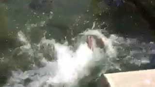 Dog gets off leash and runs in water