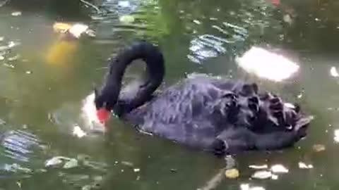 Black goose looking for food