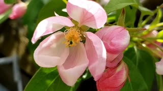 Crabapple Flowers, genus Malus 2024