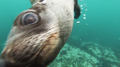 Very beautiful Sea lions drift past thrilled scuba diver, and one seal almost crashes into the camera