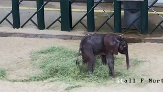 Baby elephant arrives at Dallas Zoo