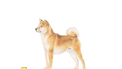 The Shiba Inu: About the Breed