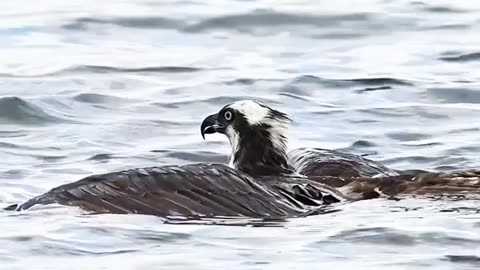 Osprey