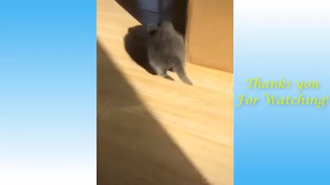 Funniest Animals - Best of the 2021 Funny Animal Videos #3