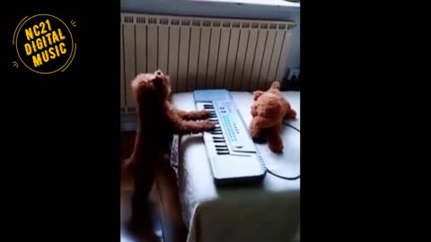 Funny Videos of Dogs, Cats, Other Animals, Dog Playing Keyboard