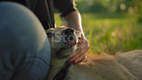 Portrait of a dog muzzle, stroked by a hand of a young girl stock video