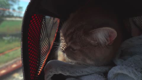 So cute cat in driving Beautiful video