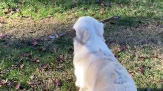 Buddy and his favorite toy…