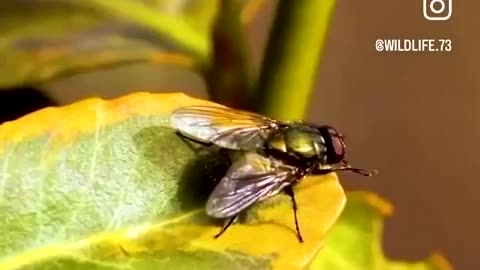 Learned something new about flies