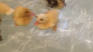 Ducklings taking a bath
