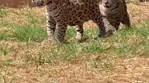 Beautiful jaguar 🐆 animal