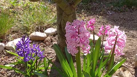 My beautiful fragrant and colorful flowers in my garden.