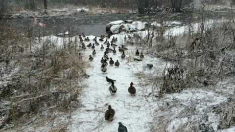 Winter walk of wild ducks to the river.