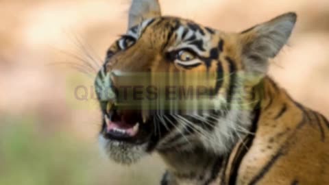 Resurrection of Shadows - The South China Tiger.#tiger #China Tiger #South China Tiger #wildlife