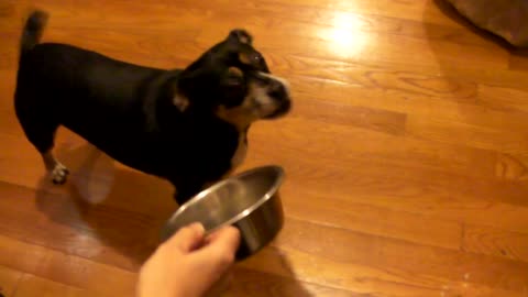 Dog afraid of bowl
