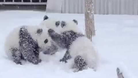 "The Majesty of Polar Bears: Surviving in the Snow"