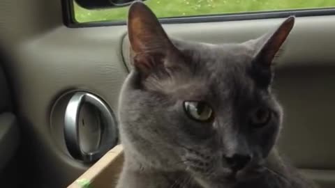 Scared cat says "we're going?" On way to vet