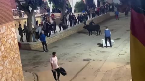 ✅AJUSTANDO EL QUIEBRO A ESTE TORO BRAVO‼️ Villarejo de Fuentes (Cuenca)