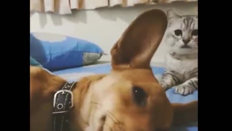 CAT AND DOG - WHAT BIG EARS YOU HAVE