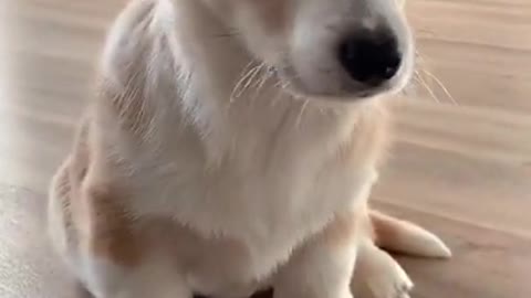 OMG |😲 THESE DOGS ARE SO 🐶 Ultimate Baby Dog |🐕SMART AND FUNNY ||🤣Funny Dog Videos 2021🤣 🐶|