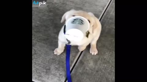 Dog Try To Drink