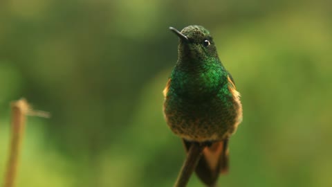 Closeup of green hummingbird sitting on stem - With beautiful music