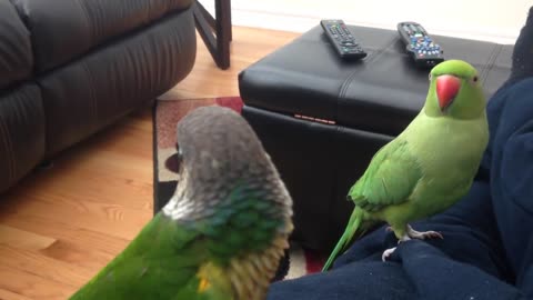 Worlds funniest talking parrot