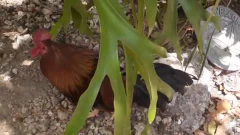 Rooster Enjoying Life