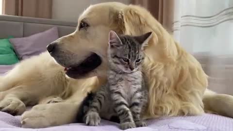 Golden Retriever and Baby Kitten Become Friends