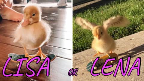 Who Would You Pick Lisa or Lena???