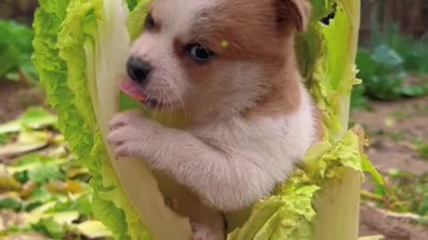Dogs gnawing on cabbage