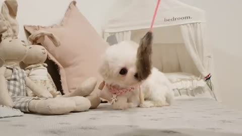 Bichon Frise cute puppy videos. Teacup puppies